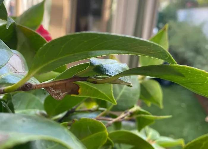 Monti Suites&aparts Bed and Breakfast 4*