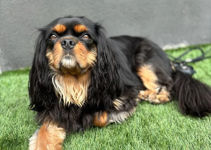 Monti Suites&aparts 체제나티코