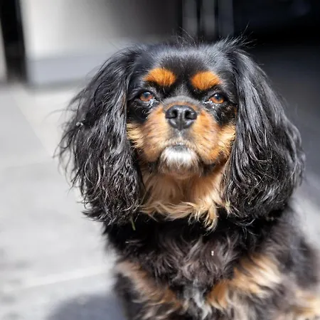 Monti Suites&aparts Bed & Breakfast Cesenatico