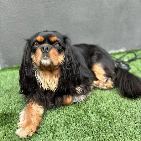 Monti Suites&aparts Cesenatico