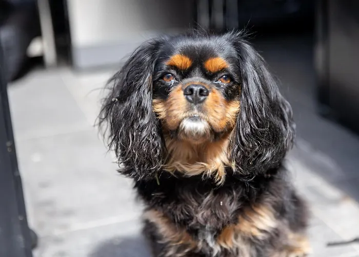 Monti Suites&aparts Bed & Breakfast Cesenatico